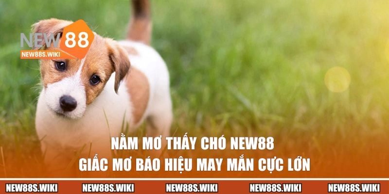 Nằm Mơ Thấy Chó | Giấc Mơ Báo Hiệu May Mắn Cực Lớn